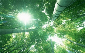 Bambuswald , schauen, Sonne Licht, grüne Blätter HD Hintergrundbilder