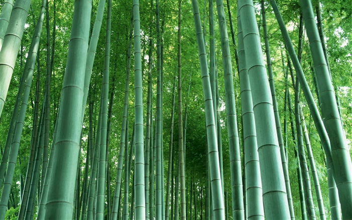 Bambuswald Hintergrundbilder Bilder