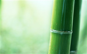 Bambus teilweise Nahaufnahme HD Hintergrundbilder