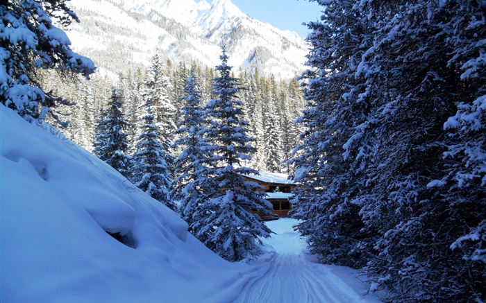 Banff Nationalpark , Kanada, Bäume, Haus, Berge, Schnee Hintergrundbilder Bilder
