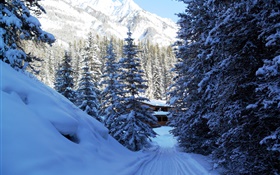 Banff Nationalpark , Kanada, Bäume, Haus, Berge, Schnee HD Hintergrundbilder