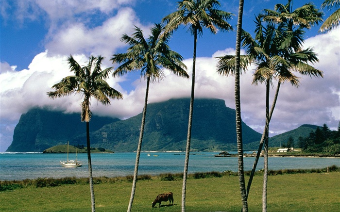 Bay, Meer, Palmen, Gras, Wolken, Australien Hintergrundbilder Bilder