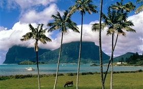 Bay, Meer, Palmen, Gras, Wolken, Australien HD Hintergrundbilder
