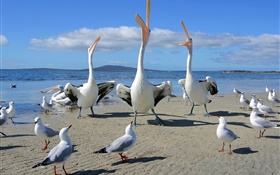 Strand, Möwen, Seevögel