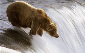 Der Bär im Wasser, Jagd Essen HD Hintergrundbilder