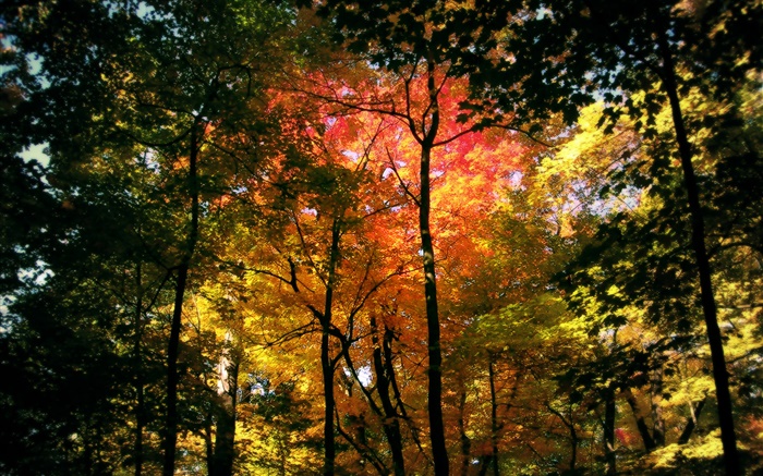 Schöne Herbstwald , rote Blätter Hintergrundbilder Bilder