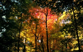 Schöne Herbstwald , rote Blätter HD Hintergrundbilder