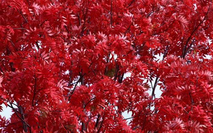 Schöne Herbst, rote Blätter, Bäume, Wald Hintergrundbilder Bilder