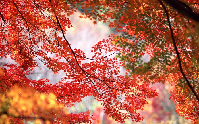 Schöne Herbst, baum, Zweige, rote Ahornblätter Hintergrundbilder Bilder