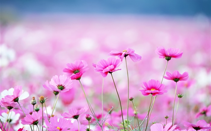 Schöne Kosmeya Blumen, Bokeh Hintergrundbilder Bilder