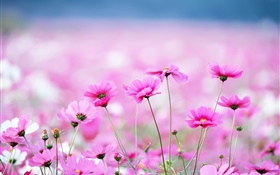 Schöne Kosmeya Blumen, Bokeh HD Hintergrundbilder