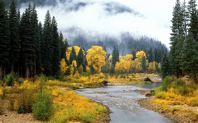 Schöne Natur, Landschaft, Wald, Bäume, Nebel, Fluss, Herbst HD Hintergrundbilder