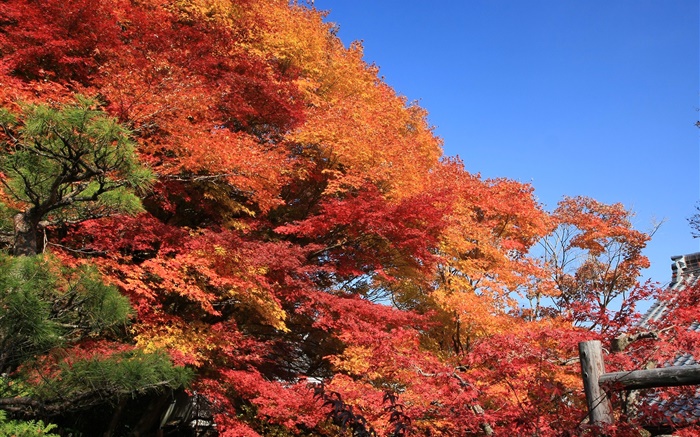 Schöne rote Herbst, Blätter, Bäume Hintergrundbilder Bilder