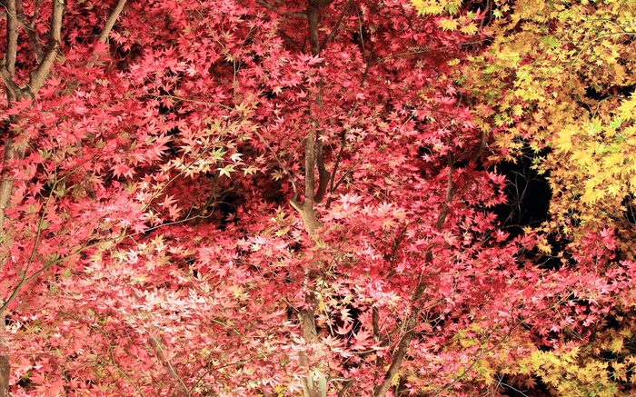 Schöne rote Blätter, Ahorn, Herbst Hintergrundbilder Bilder