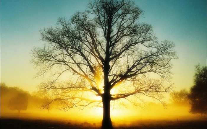 Schöner Sonnenaufgang, Baum, Sonne, Morgendämmerung Hintergrundbilder Bilder