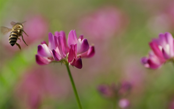 Biene, rosa Blüten, grünem Hintergrund Hintergrundbilder Bilder