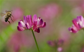 Biene, rosa Blüten, grünem Hintergrund HD Hintergrundbilder