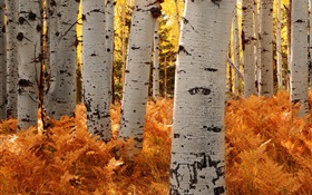 Birken, Wald, Herbst HD Hintergrundbilder