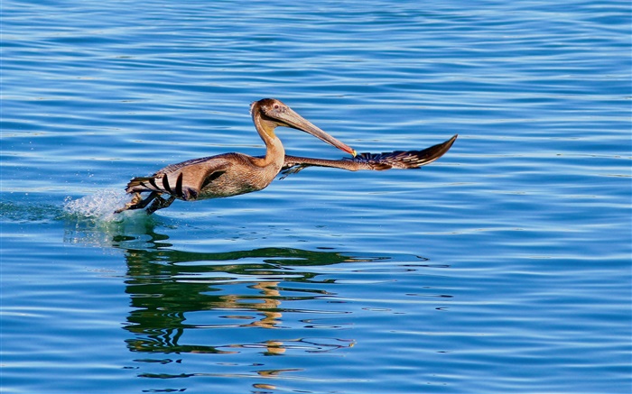 Vogel fliegen in der Oberfläche des Sees Hintergrundbilder Bilder