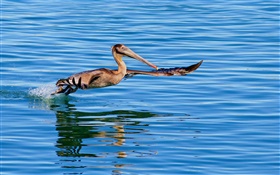 Vogel fliegen in der Oberfläche des Sees