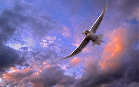 Vogel fliegen Himmel, Sonnenuntergang, Wolken HD Hintergrundbilder