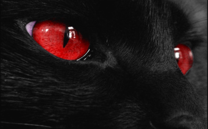 Schwarz Tier Gesicht, rote Augen Hintergrundbilder Bilder