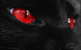 Schwarz Tier Gesicht, rote Augen HD Hintergrundbilder