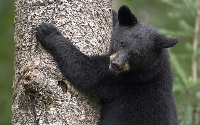 Schwarzer Bär klettern Baum Hintergrundbilder Bilder