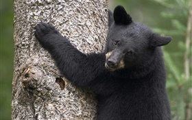 Schwarzer Bär klettern Baum HD Hintergrundbilder