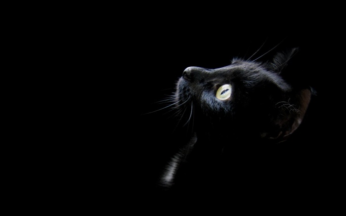 Schwarze Katze, schwarzer Hintergrund Hintergrundbilder Bilder