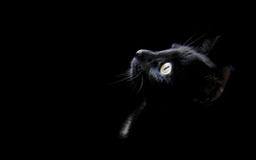 Schwarze Katze, schwarzer Hintergrund HD Hintergrundbilder
