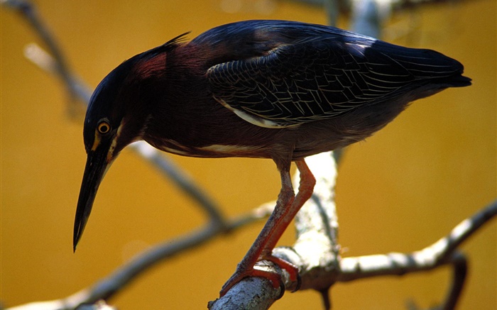 Schwarze Feder Vogel, Baum, Zweige Hintergrundbilder Bilder