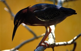 Schwarze Feder Vogel, Baum, Zweige HD Hintergrundbilder