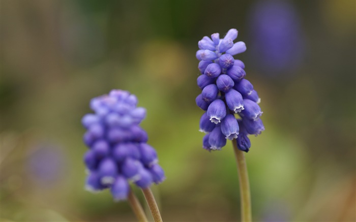 Blaue Traubenhyazinthe Blume, Unschärfe Hintergrund Hintergrundbilder Bilder