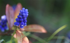 Blaue Hyazinthen Blume Nahaufnahme