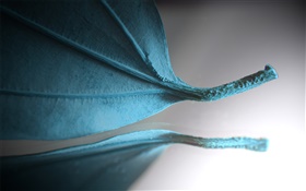 Blue Leaf, kreative Bilder HD Hintergrundbilder