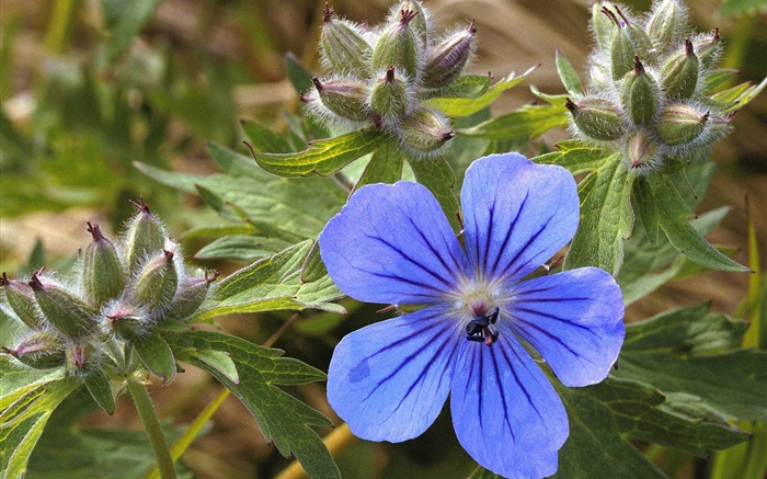 Blaue kleine Blume close-up Hintergrundbilder Bilder