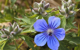 Blaue kleine Blume close-up HD Hintergrundbilder