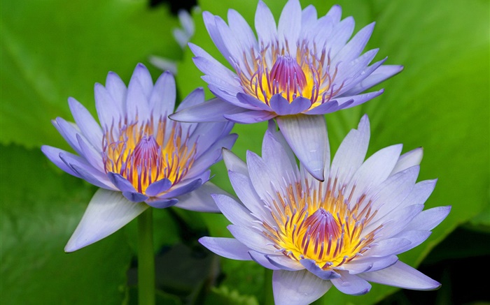 Blau-lila Blüten der Lotus Hintergrundbilder Bilder