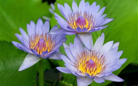 Blau-lila Blüten der Lotus HD Hintergrundbilder