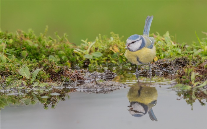 Blaumeise , Vogel close-up, Wasser Reflexion Hintergrundbilder Bilder