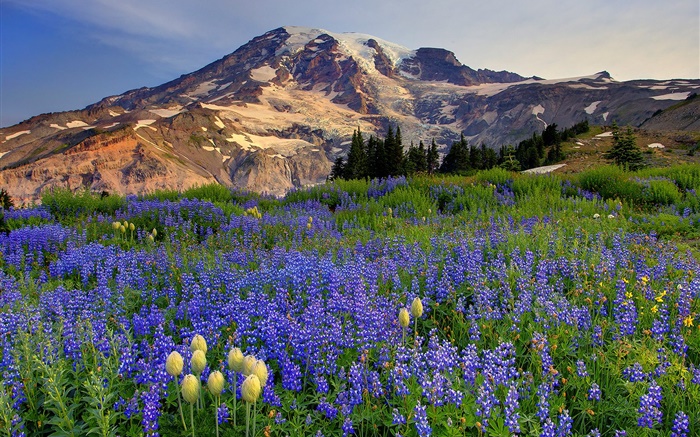 Blaue Wildblumen , Berge Hintergrundbilder Bilder