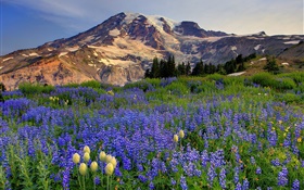 Blaue Wildblumen , Berge HD Hintergrundbilder