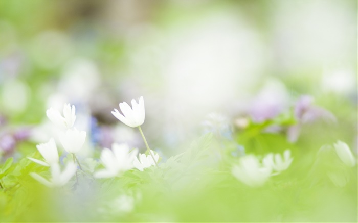 Blur Hintergrund, weiße Blüten Fotografie Hintergrundbilder Bilder