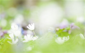 Blur Hintergrund, weiße Blüten Fotografie HD Hintergrundbilder