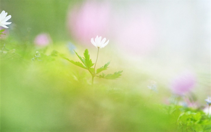 Blur Fotografie, weiße Blume Hintergrundbilder Bilder
