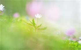 Blur Fotografie, weiße Blume HD Hintergrundbilder