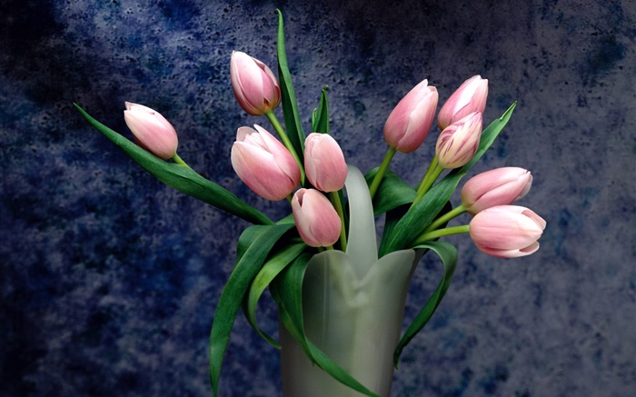 Blumenstrauß, rosa Tulpe Blumen Hintergrundbilder Bilder