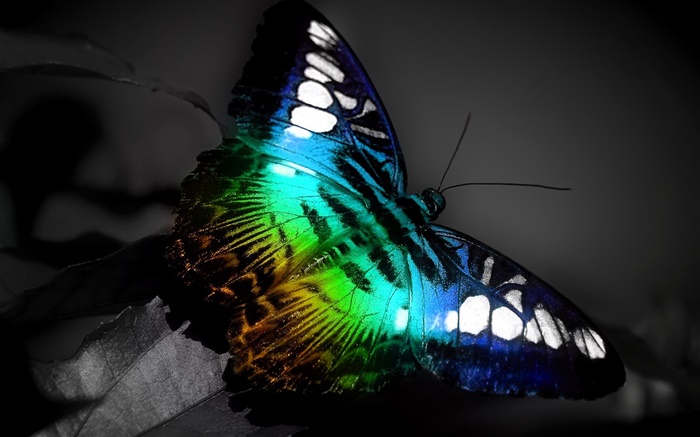 Schmetterling Makro, blau schwarzen Farben Hintergrundbilder Bilder