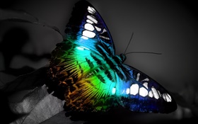 Schmetterling Makro, blau schwarzen Farben HD Hintergrundbilder